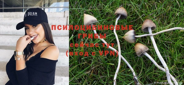 крисы Аркадак